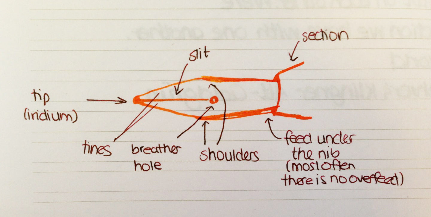 Handwritten Post - Anatomy of a Nib